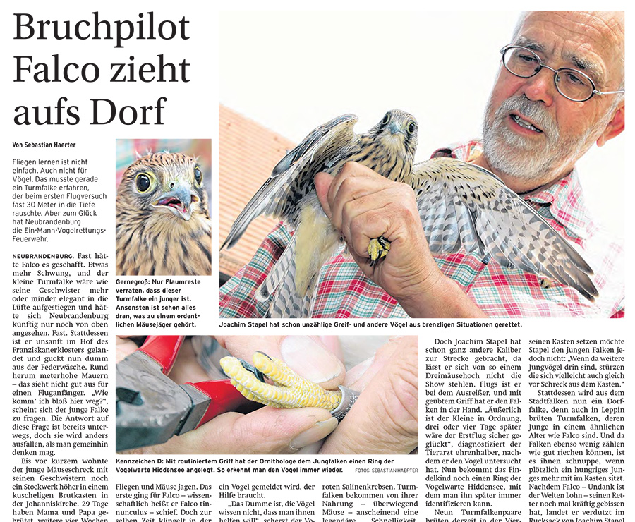 Bruchpilot Falco zieht aufs Dorf - Artikelbild NK Mecklenburgische Seenplatte